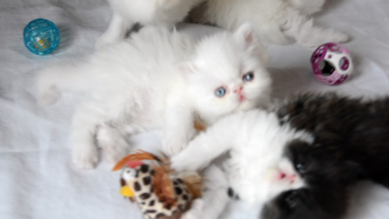 mes bébés 1 mois et demi