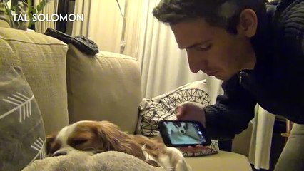 Comment arrêter les ronflements d'un chien