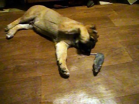 Rat Dambo plus Central Asian Shepherd dog look what happened The most interesting and funny