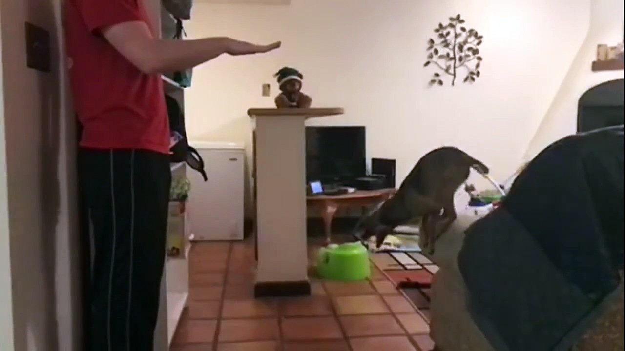 Puppy Jumps 4X Her Own Height Slow Motion-Md9-ydvWvMk