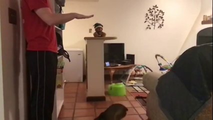 Puppy Jumps 4X Her Own Height Slow Motion-Md9-ydvWvMk