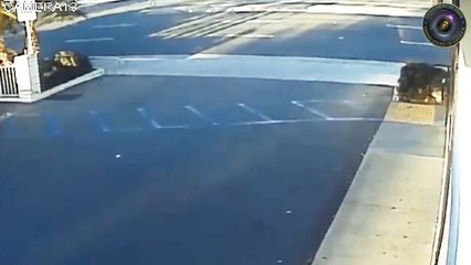 Purse snatching caught on video [Policam USA]