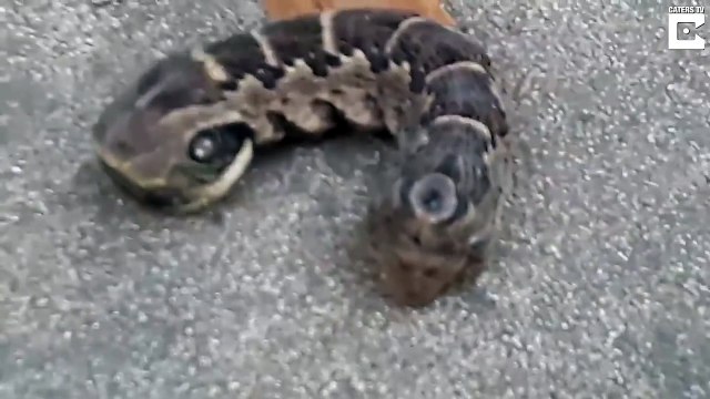 Incroyable, une femme découvre une étrange créature à deux têtes et trois yeux dans son jardin en Argentine