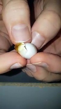 L'uovo si sta schiudendo, è davvero minuscolo, ma guardate cosa esce fuori!