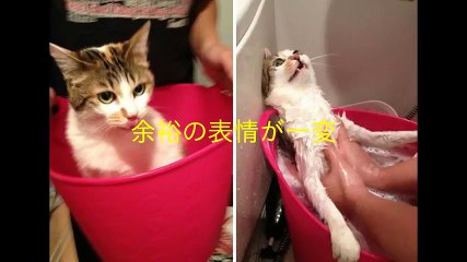 “おっぱい美人”グランプリに中岡龍子さん！　B95、23歳　Fカップ - 【おっぱい美人 CH】