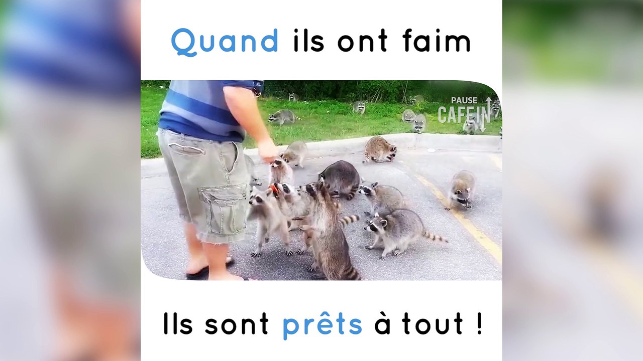 Attention, les ratons laveurs guettent !
