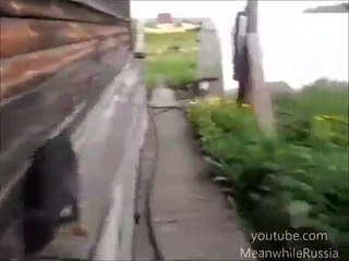 Demander à son chien de ramener le chat à la maison