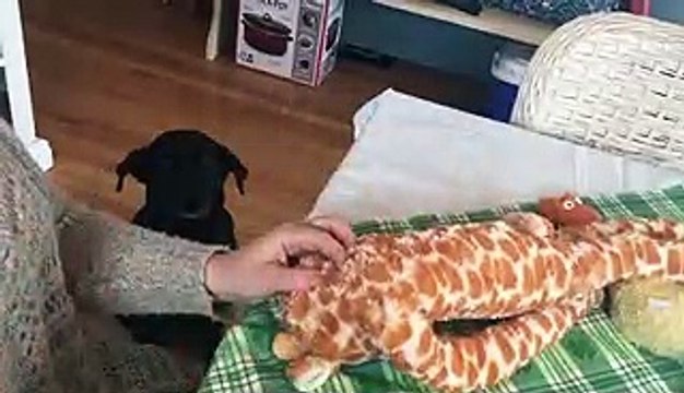 Assis à côté de sa maîtresse, ce chiot attend sagement qu’elle lui recouse son doudou !