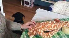 Assis à côté de sa maîtresse, ce chiot attend sagement qu’elle lui recouse son doudou !