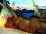 Bordeaux dog sleeps and incredible his snoring Funny fun dog snoring in a dream
