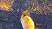 Tom and Jerry Cats - Mice Can the mouse escape the cat Cat plus mouse what will come of it Positive funny video