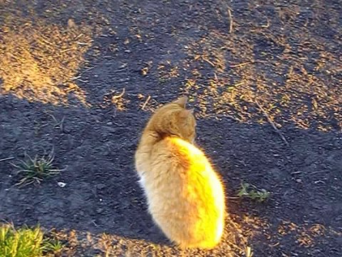 Tom and Jerry Cats - Mice Can the mouse escape the cat Cat plus mouse what will come of it Positive funny video