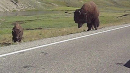 Buffaloes in Yellowstone cause traffic jam