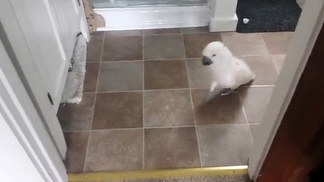 Ce perroquet est fâché contre un chat. Regardez donc sa réaction… C’est vraiment hilarant