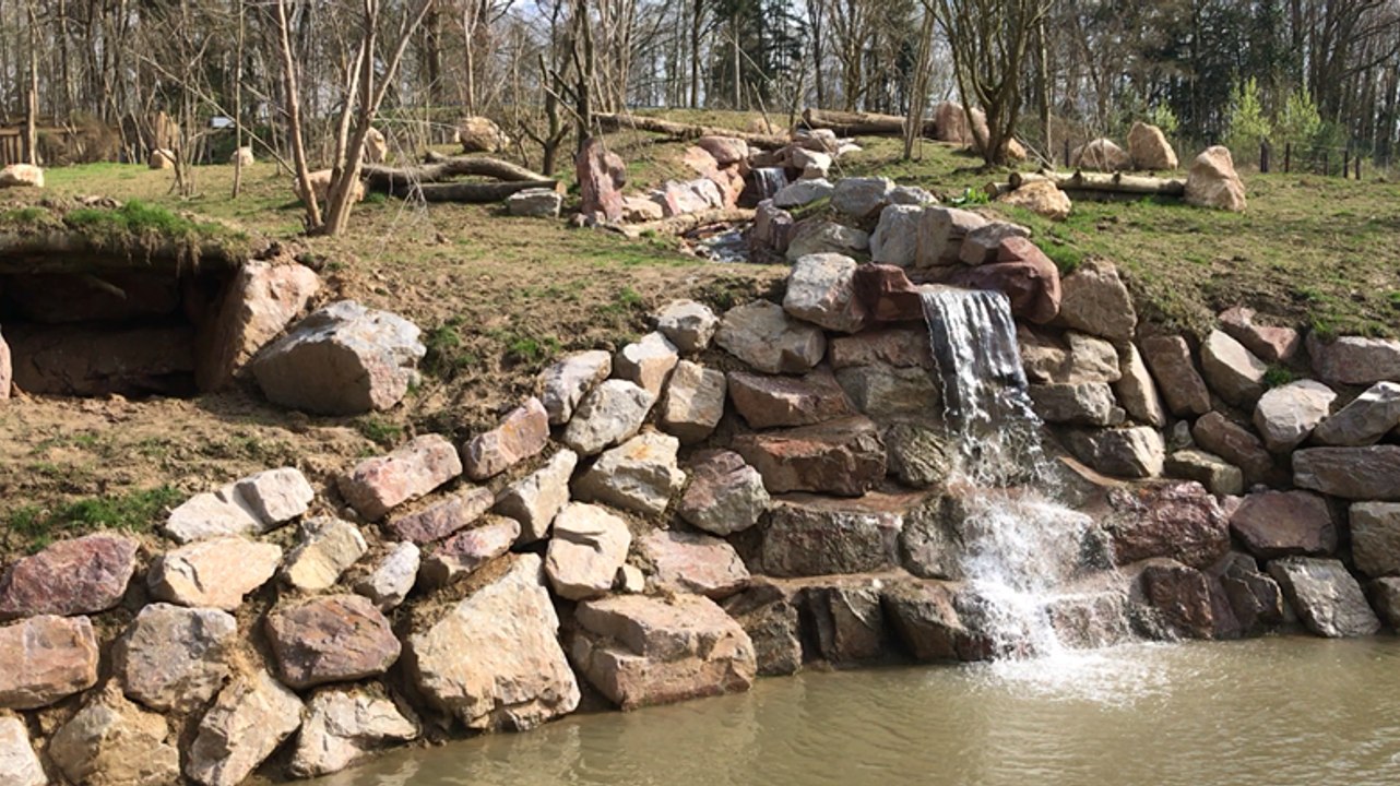La Vallée des ours, nouvelle animation du parc zoologique du Cerza