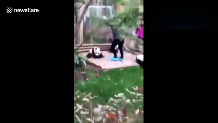 Panda cub falls down from high tree