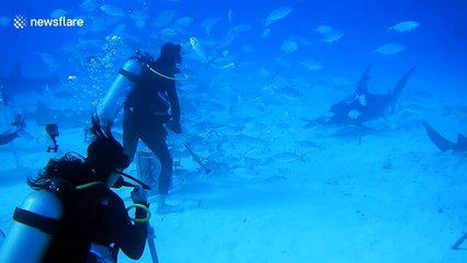 Diver captures extremely close footage of great hammerhead shark