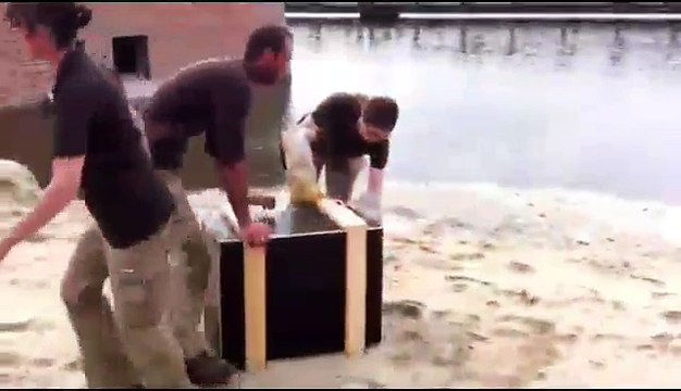 Pairi Daiza: les manchots découvrent leur nouvel environnement