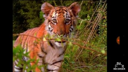 Let's Watch Baby Dolittle World Animals (2001) Part 5