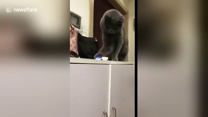 Naughty cat pushes contact lens case off table