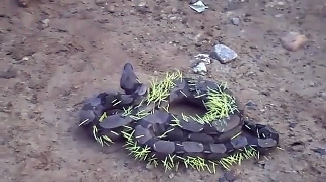 Ce gros serpent a voulu manger un porc-épic... Mauvaise idée