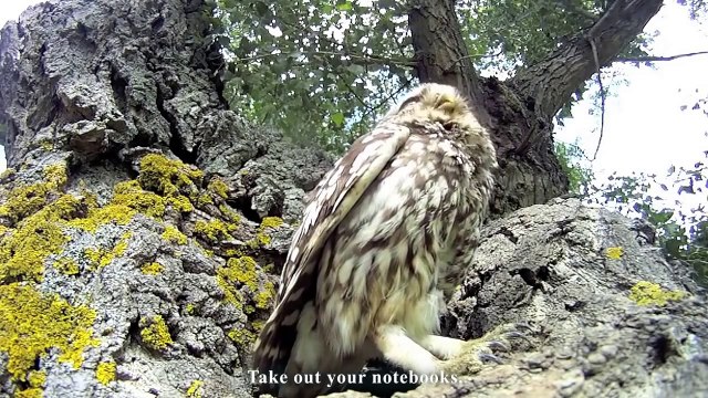 PROFS EN VACANCES - PAROLE DE CHOUETTE