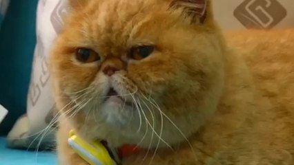 This Pet Tracker Is Helping Keep Animals Fit