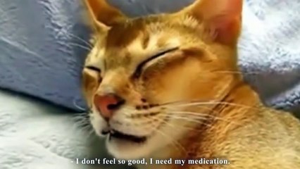 PSYCHO CAT - PAROLE DE CHAT