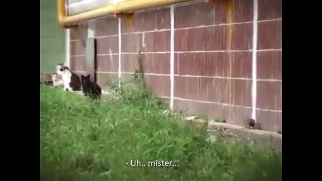 RAT CONTRE CHATS - PAROLE DE CHAT