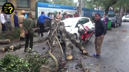 Cây xanh đè nát đầu ôtô trong giông lốc