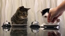 Deux chats sonnent pour avoir à manger