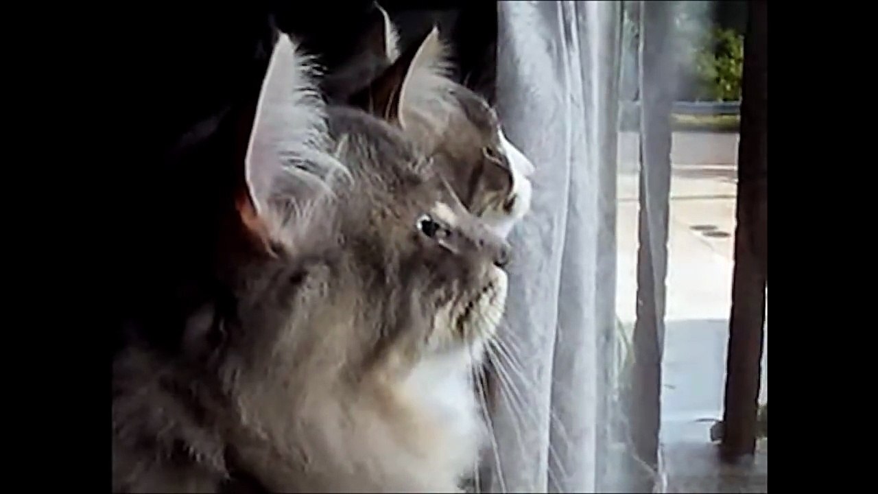 LES VIEUX CONS - PAROLE DE CHAT