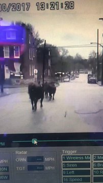 Six Cows Escape St. Louis Slaughterhouse