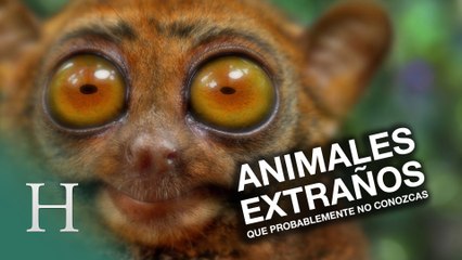 Animales extraños que probablemente no conozcas