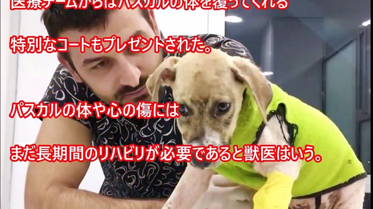 【ひどすぎる虐待】「悪ふざけ」では済まされない!残虐な子供たちによって無残な姿になった犬