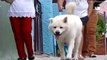 Dog goes on same walk a YEAR after owner died in Brazil _ Daily Mail Online