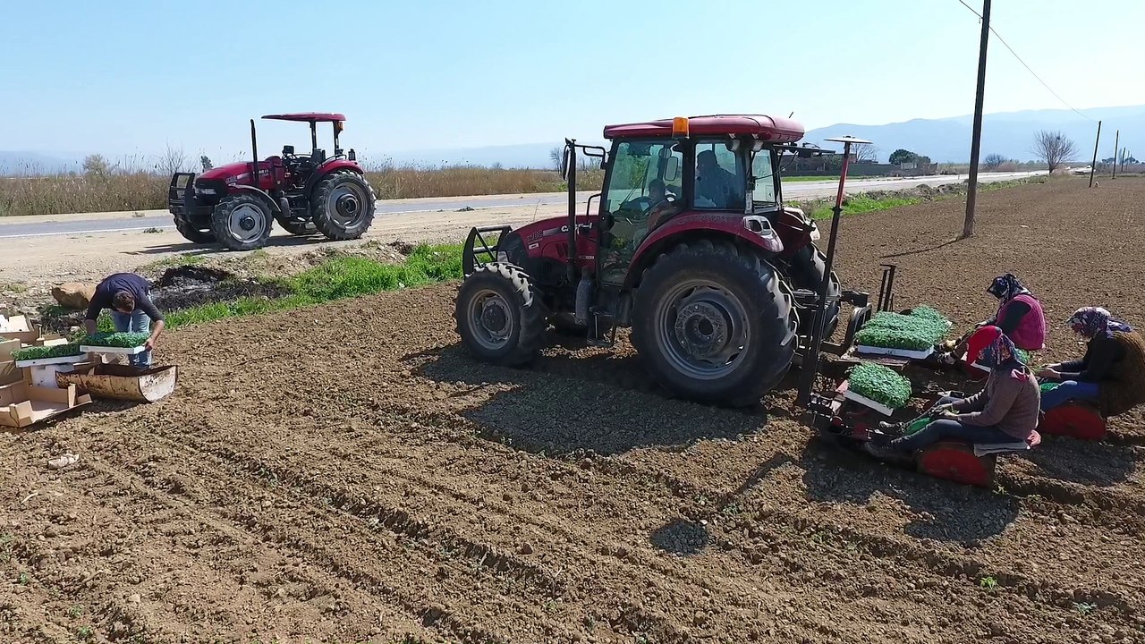 Domates fidesi dikimi