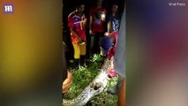 Indonesia man cut out of python was found by neighbours _ Daily Mail Online