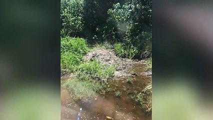 Huge saltwater crocodile allowed to nest in Mossman farm _ Daily Mail Online