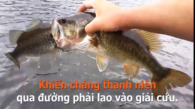 Trớ trêu hài hước thanh niên giải cứu cặp đôi cá lâm vào tình huống khó xử