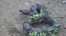 A Python Ate A Porcupine And Instantly Regrets His Decision!