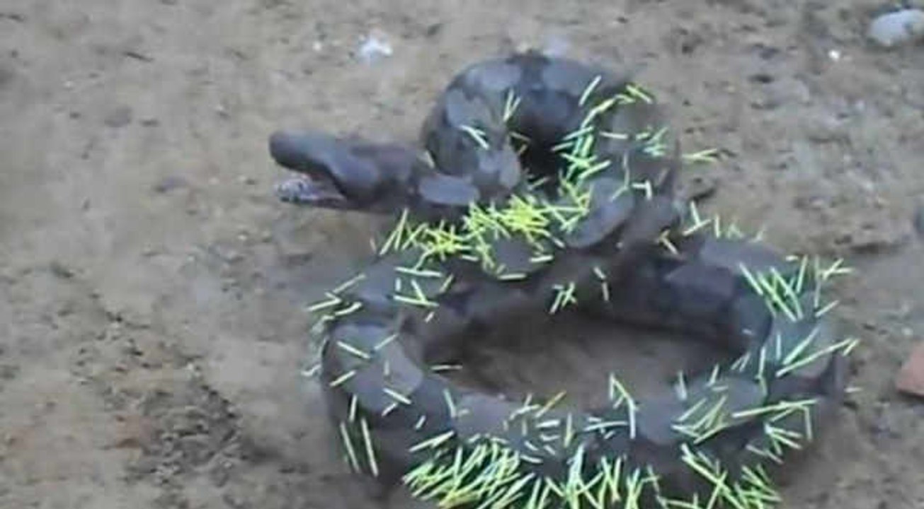 A Python Ate A Porcupine And Instantly Regrets His Decision!