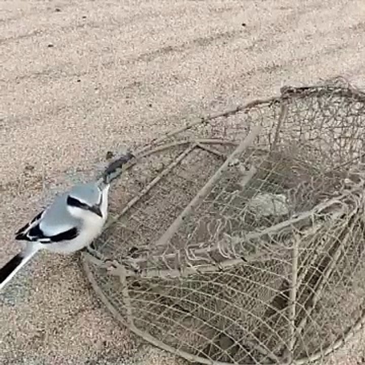 Bird Net