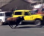 Osveta pobjesnelog bika: Podigao automobil natprirodnom snagom i bušio ga dok nije počeo da curi!