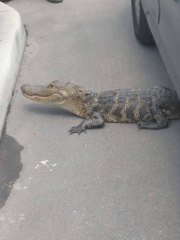 Alligator Returned to Water Through a Furniture Store
