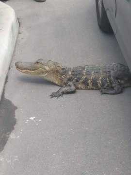 Alligator Returned to Water Through a Furniture Store