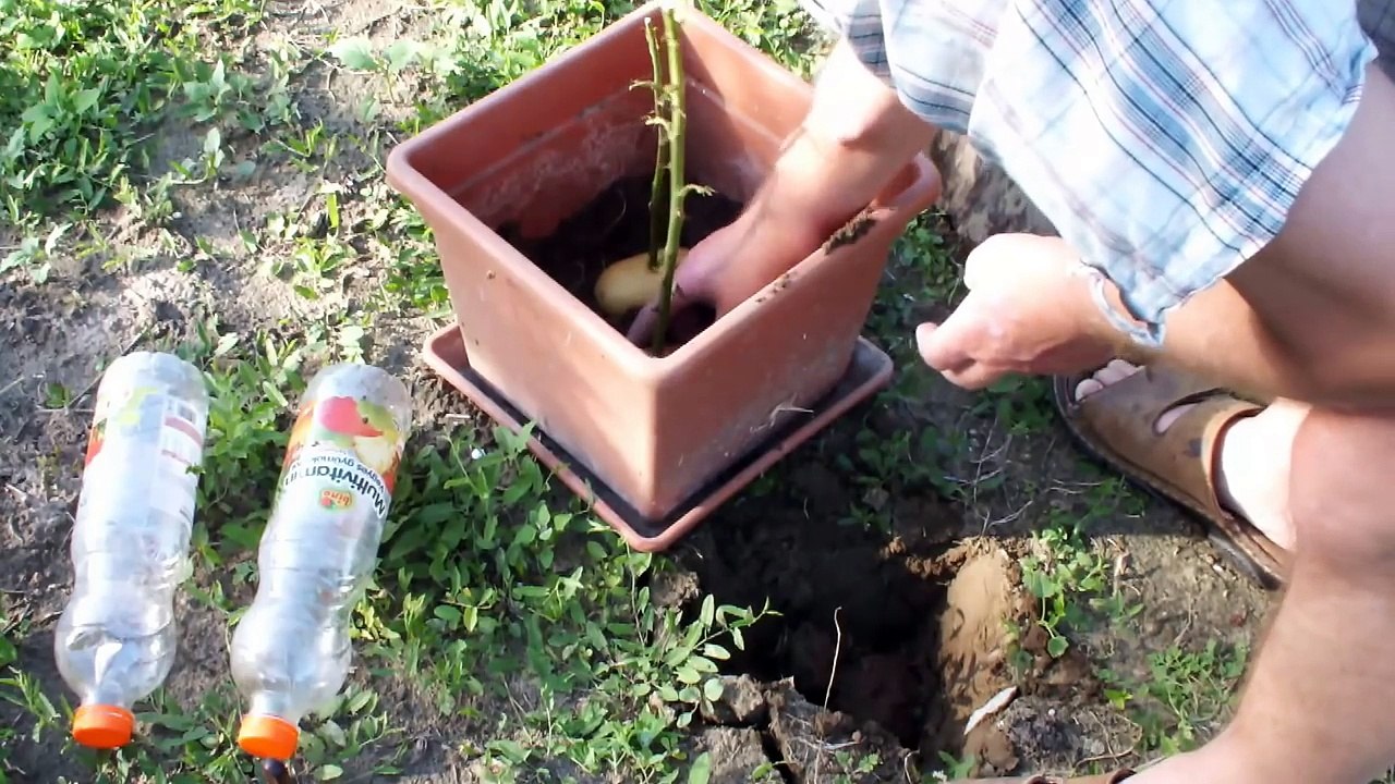 Zabio je ružu u krompir i zasadio ih: Posle 7 dana izraslo je nešto FASCINANTNO!