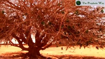 The Blessed Tree (Only Living Sahabi Rasool SAW)