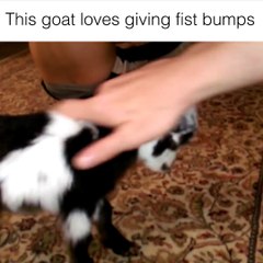 Goats are awesome