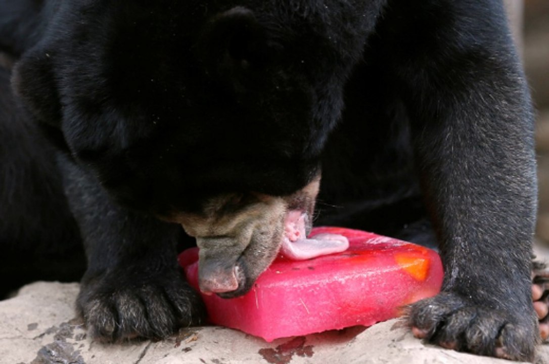 Glaces à l'eau et bains à gogo pour ces animaux du zoo de Bangkok